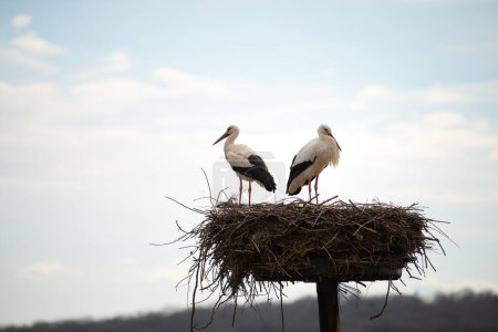 Couple white storks on the nest, stork breeding in spring, ciconia, Alsace France, Oberbronn 
