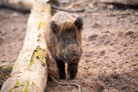 Wild boar in the forest, sus scrofa, swine or pig, wildlife in the woodland, animal in Europe 