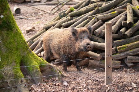 Wildschweine im Wald, Skrofa, Schweine oder Schweine, Wildtiere im Wald, Tiere in Europa 