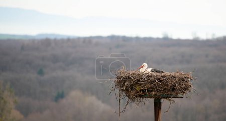 Cigüeña volando al nido con ramas, migración de aves en Alsacia, Oberbronn Francia, cría en primavera 