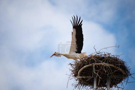 Storch fliegt mit Ästen zum Nest, Vogelzug im Elsass, Oberbronn Frankreich, Brutzeit im Frühjahr 