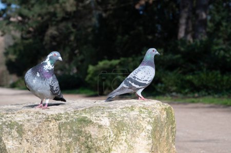 Feral Pigeon sitting on a stone in a city park, wild bird in nature 