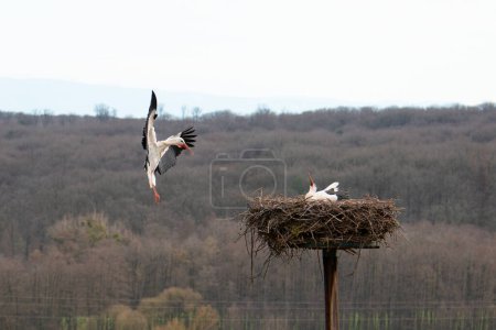 Storch fliegt mit Ästen zum Nest, Vogelzug im Elsass, Oberbronn Frankreich, Brutzeit im Frühjahr 