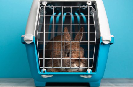 Rabbit in a transport box, pet locked in a cage, taking care of domestic animal, vacation or appointment at a vet doctor