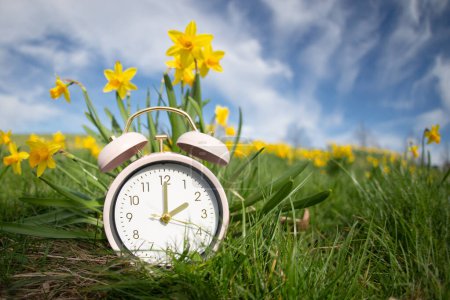 Alarm clock with daffodils flowers, switch to daylight saving time in spring, summer time changeover 
