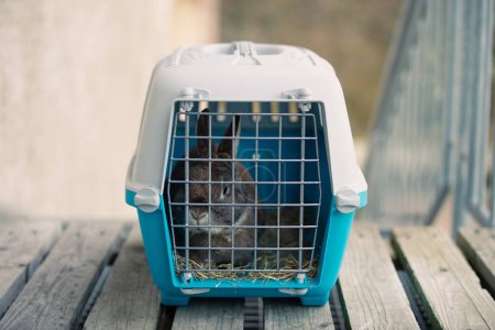 Conejo en una caja de transporte, mascota encerrada en una jaula, cuidando animales domésticos, vacaciones o cita en un médico veterinario 
