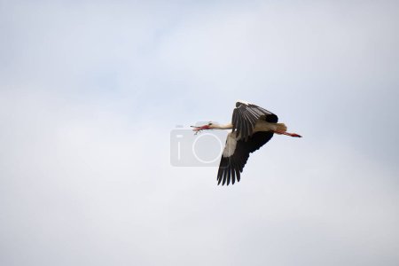 Stork buliding a nest with branches, bird migration in Alsace, Oberbronn France, breeding in spring 