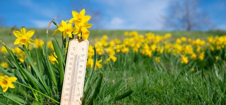 Thermometer mit Narzissenblüten, blauem Himmel und Sonne, Temperaturmessung, Wettervorhersage, sonniger Frühlingstag 