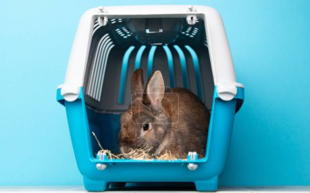 Conejo en una caja de transporte, mascota encerrada en una jaula, cuidando animales domésticos, vacaciones o cita en un médico veterinario 
