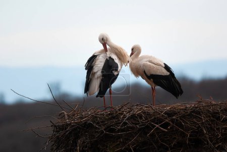Pareja cigüeñas blancas en el nido, crianza de cigüeñas en primavera, ciconia, Alsacia Francia, Oberbronn 
