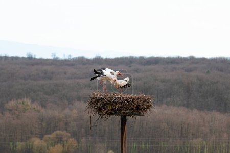 Weißstorchenpaar auf dem Nest, Storchenbrütung im Frühjahr, Ciconia, Elsass Frankreich, Oberbronn 
