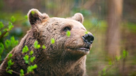 Brown bear in the forest, wildlife in the woodland, portrait of a grizzly, encounter with predator, animal in nature 