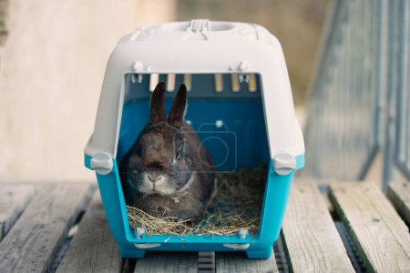 Rabbit in a transport box, pet locked in a cage, taking care of domestic animal, vacation or appointment at a vet doctor 