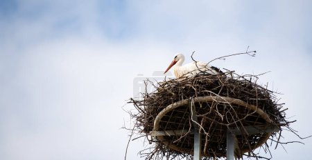 Quelques cigognes blanches sur le nid, élevage de cigognes au printemps, ciconie, Alsace France, Oberbronn 
