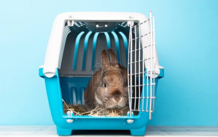 Rabbit in a transport box, pet locked in a cage, taking care of domestic animal, vacation or appointment at a vet docto