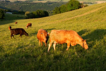 Foto de Vacas que pastan en pastos en Alemania, cría de animales apropiada para las especies, prado de tierras de cultivo - Imagen libre de derechos