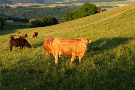 Foto de Vacas que pastan en pastos en Alemania, cría de animales apropiada para las especies, prado de tierras de cultivo - Imagen libre de derechos