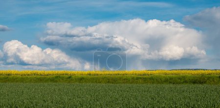 Landscape with yellow blooming raps field, agriculture in spring, countryside in Germany, cultivated farmland 