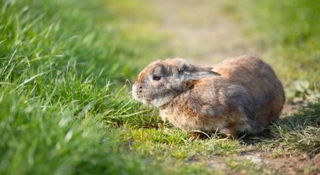 Domestic rabbit or bunny on a green spring meadow in nature, cute animal wildlife, pet on a farm