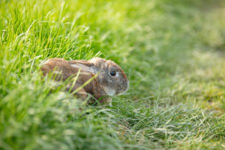 Foto de Conejo doméstico o conejo en un prado de primavera verde en la naturaleza, vida silvestre animal lindo, mascota en una granja - Imagen libre de derechos