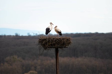 Pareja cigüeñas blancas en el nido, crianza de cigüeñas en primavera, ciconia, Alsacia Francia, Oberbronn 