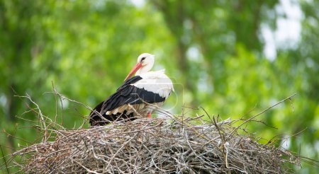 White storks on the nest surrounded by green trees, ciconia in spring, Oberhausen Heidelberg in Germany