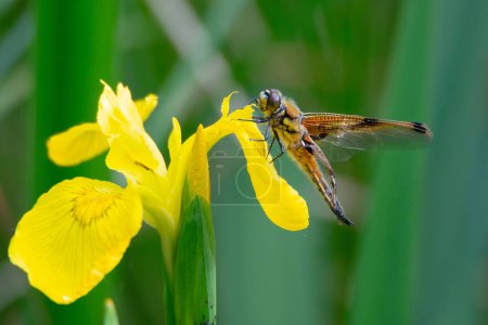 Red dragonfly is sitting on a yellow flower, newly hatched insect, wetland Haff Reimich, nature reserve in Luxembourg 