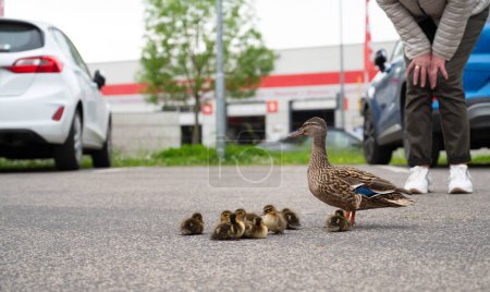 Duck family walking on a city road with cars, people trying to rescue birds from traffic, mother with ducklings, urban wildlife