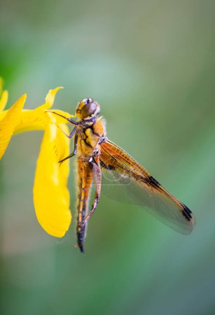 Red dragonfly is sitting on a yellow flower, newly hatched insect, wetland Haff Reimich, nature reserve in Luxembourg 