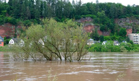Inondation de la Moselle, Trèves en Rhénanie Palatinat, arbres et sentiers inondés, niveau élevé des eaux, changement climatique 