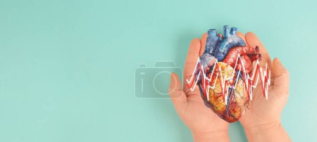 Herzinfarkt, Organ mit EKG-Frequenz oder Pulslinie, Myokarditis, Muskelentzündung, Thrombose und Herzstress