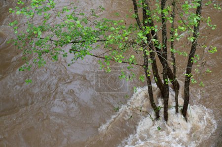 Flood of the river Ruwer Trier in Rhineland Palatinate, flooded trees and paths, high water level, climate change
