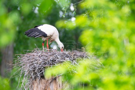 White storks on the nest surrounded by green trees, ciconia in spring, Oberhausen Heidelberg in Germany