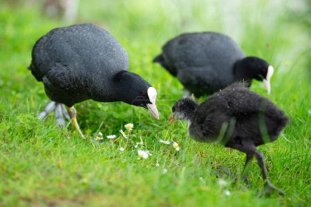 Common black coot family on the meadow, genus Fulica, waterbird in Europe, birdwatching in nature 