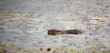 Nutria, coypu herbívora, familia de roedores semiacuáticos Myocastoridae nadando en el lago, animales bajo la lluvia, humedales habintantes, rata de río