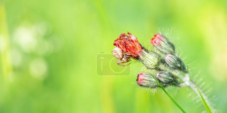 Sumpfkrebspinne, xysticus ulmi, Insekt auf einer Distelblume auf einer grünen Wiese, Tier feuchter Bewohner