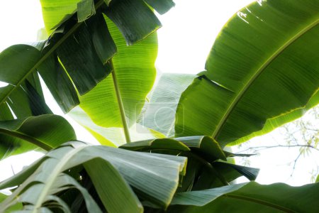 Leaves of banana on tree with texture at sky.