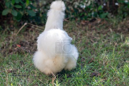 Photo for Silkies Chicken of differents colors in a garden - Royalty Free Image