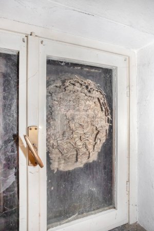 Téléchargez les photos : Hornets nest behind a window - en image libre de droit