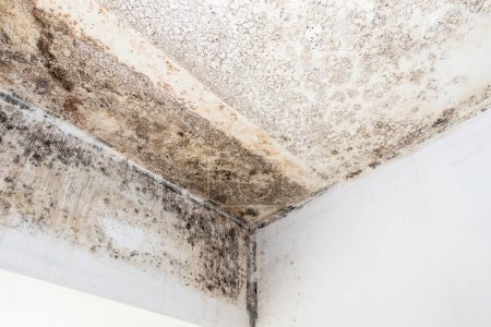 Photo for Mold fungus on ceiling and wall of roomcreating health problems for the home owners. Molds can thrive on any organic matter including ceilings, walls and floors of homes with moisture. - Royalty Free Image