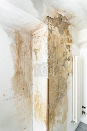 Photo for Mold fungus on ceiling and wall of roomcreating health problems for the home owners. Molds can thrive on any organic matter including ceilings, walls and floors of homes with moisture. - Royalty Free Image