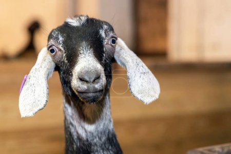 Foto de Cara divertida cabra pequeña, cabra bicolor, cabra doméstica, retrato de cabra. - Imagen libre de derechos
