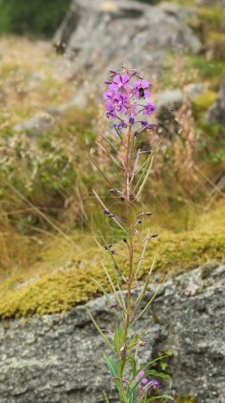 Ceresole Reale, Italia. Planta floreciente enana (Epilobium Latifolium), una especie de Willowherbs. Flores de color púrpura entre la vegetación del Lago Ceresole, en el Valle del Orco).