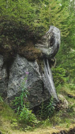 Ceresole Reale, Italia. Vista genérica de un entorno montañoso alpino medio, en Val Orco, en Piamonte, Italia. Enorme roca con tronco viejo y exuberante vegetación. Elementos naturales de fondo. Vertical.