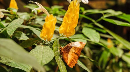 Vienne, Autriche. Un papillon reposant sur une plante à l'intérieur de la serre du Schmetterlinghaus (Maison des papillons)