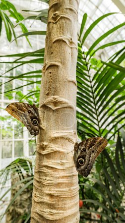 Vienne, Autriche. A l'intérieur de la serre botanique du Schmetterlinghaus (Maison des papillons), deux papillons Morpho Peleides sur une plante aux ailes fermées. Image verticale.