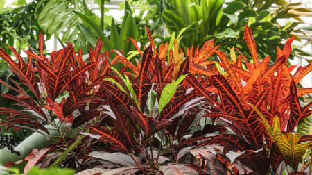 Vienna, Austria. Beautiful leaves of a Croton plant, a species of Codiaeum, also know as Garden Croton and Variegated Croton, in the Schmetterlinghouse greenhouse. Tropical leaves background.