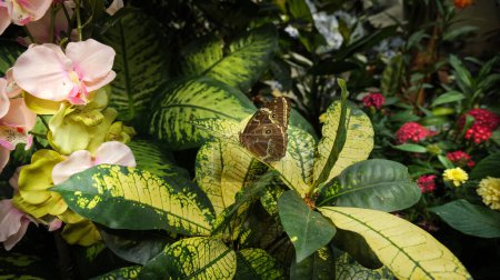 Vienne, Autriche. A l'intérieur de la serre botanique de la Maison des Papillons, un spécimen de Morpho Peleides sur une plante aux ailes fermées.
