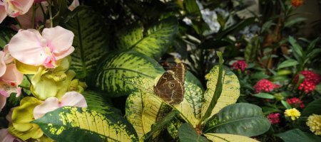 Viena, Austria. Dentro del invernadero botánico de la Casa de las Mariposas, un espécimen de Morpho Peleides sobre una planta con alas cerradas. Banner Encabezado imagen.