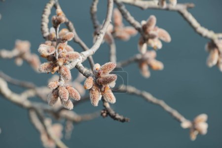 Turin, Italy. Poplar buds in the month of February in the Valentino Park.